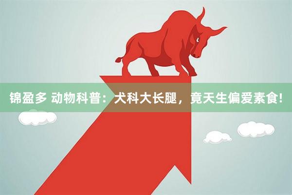 锦盈多 动物科普：犬科大长腿，竟天生偏爱素食!